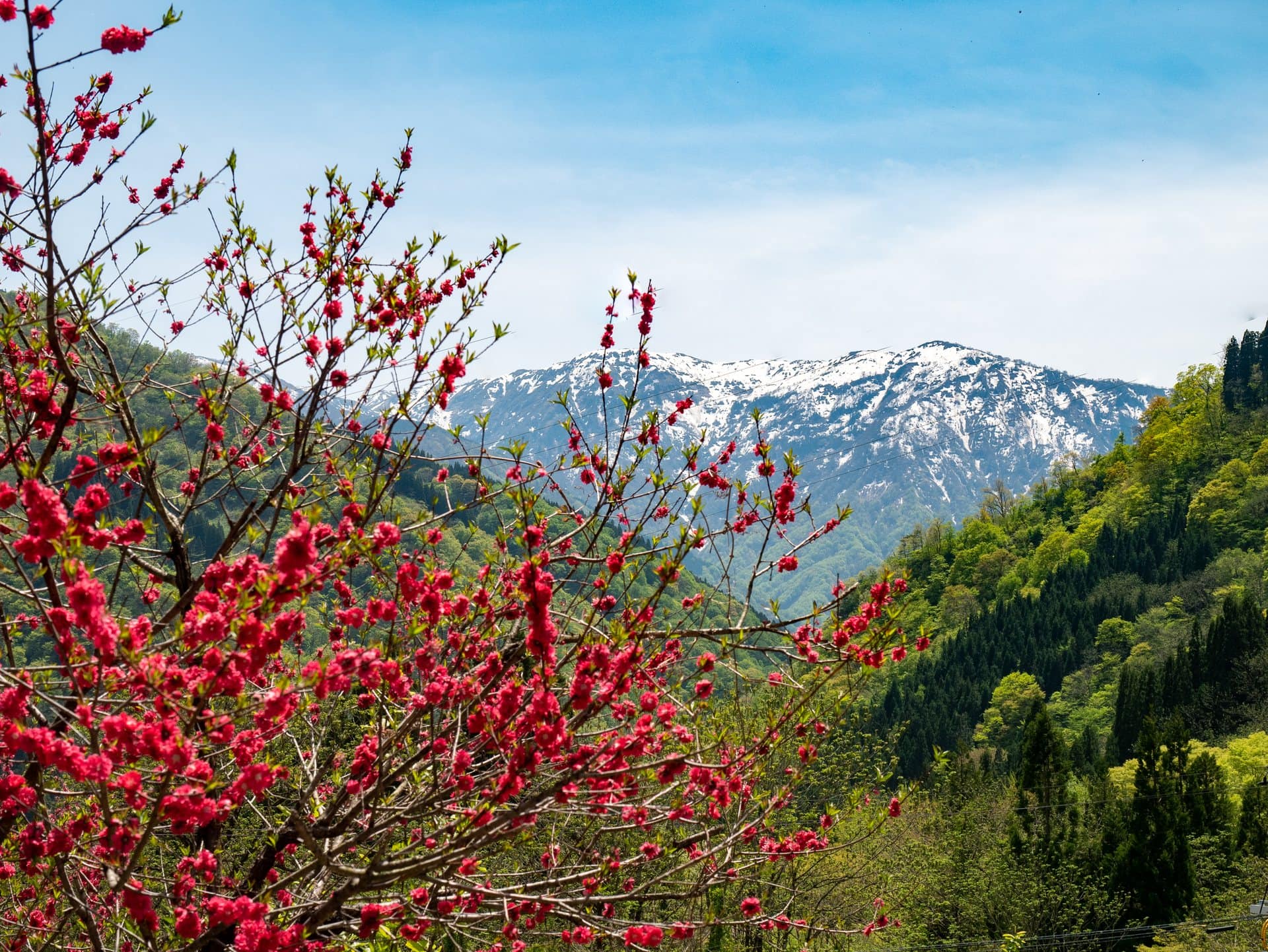 Fleurs de printemps et montagnes enneigées autour d'Ainokura