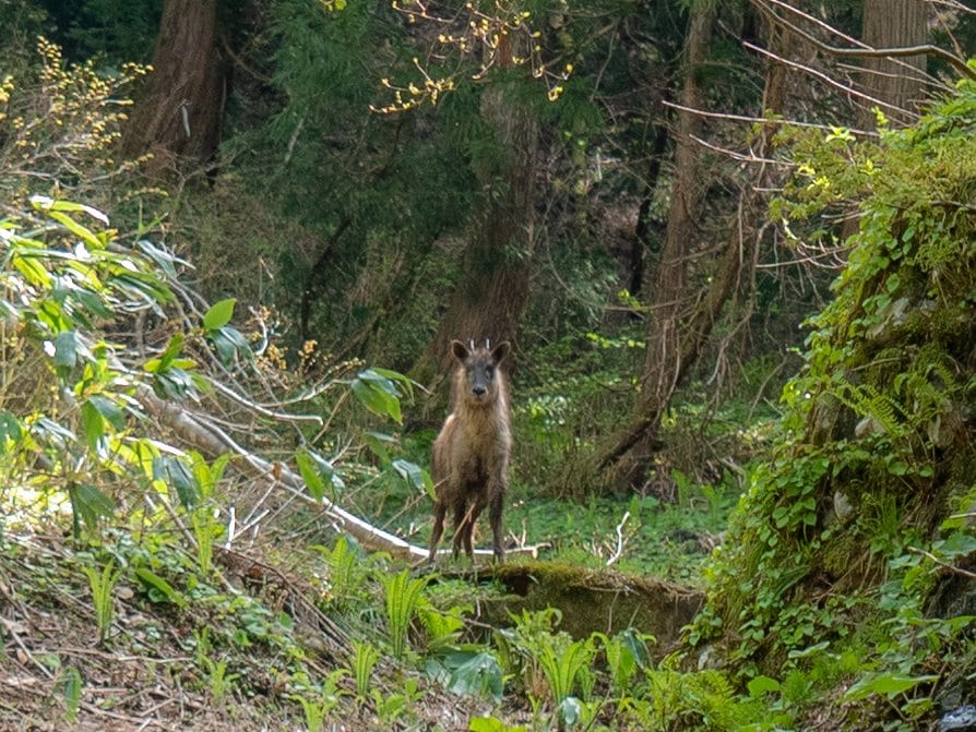 Kamoshika, chèvre sauvage japonaise, dans la forêt près d'Ainokura