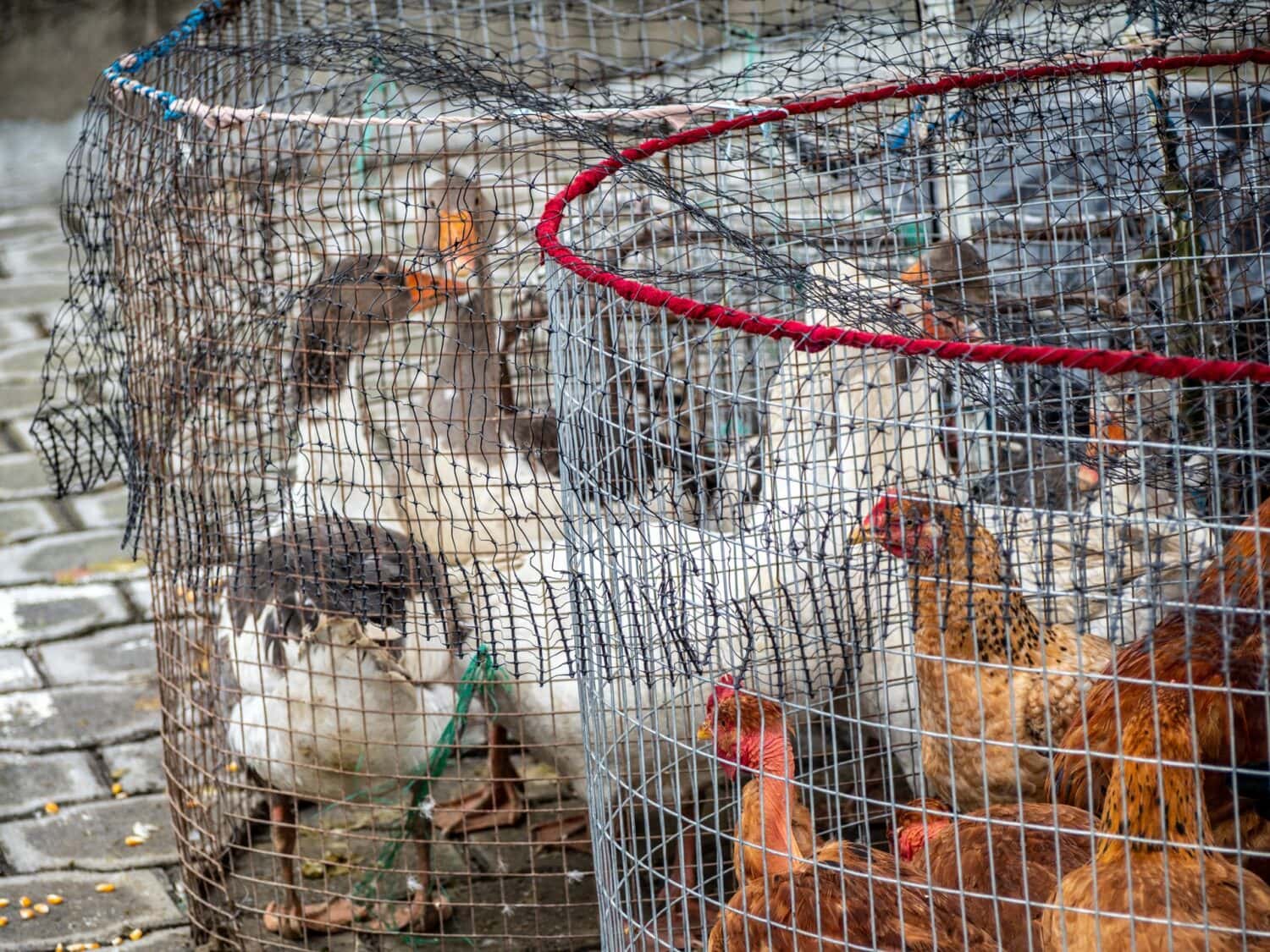 Canards et poules au marché aux animaux d’Otavalo