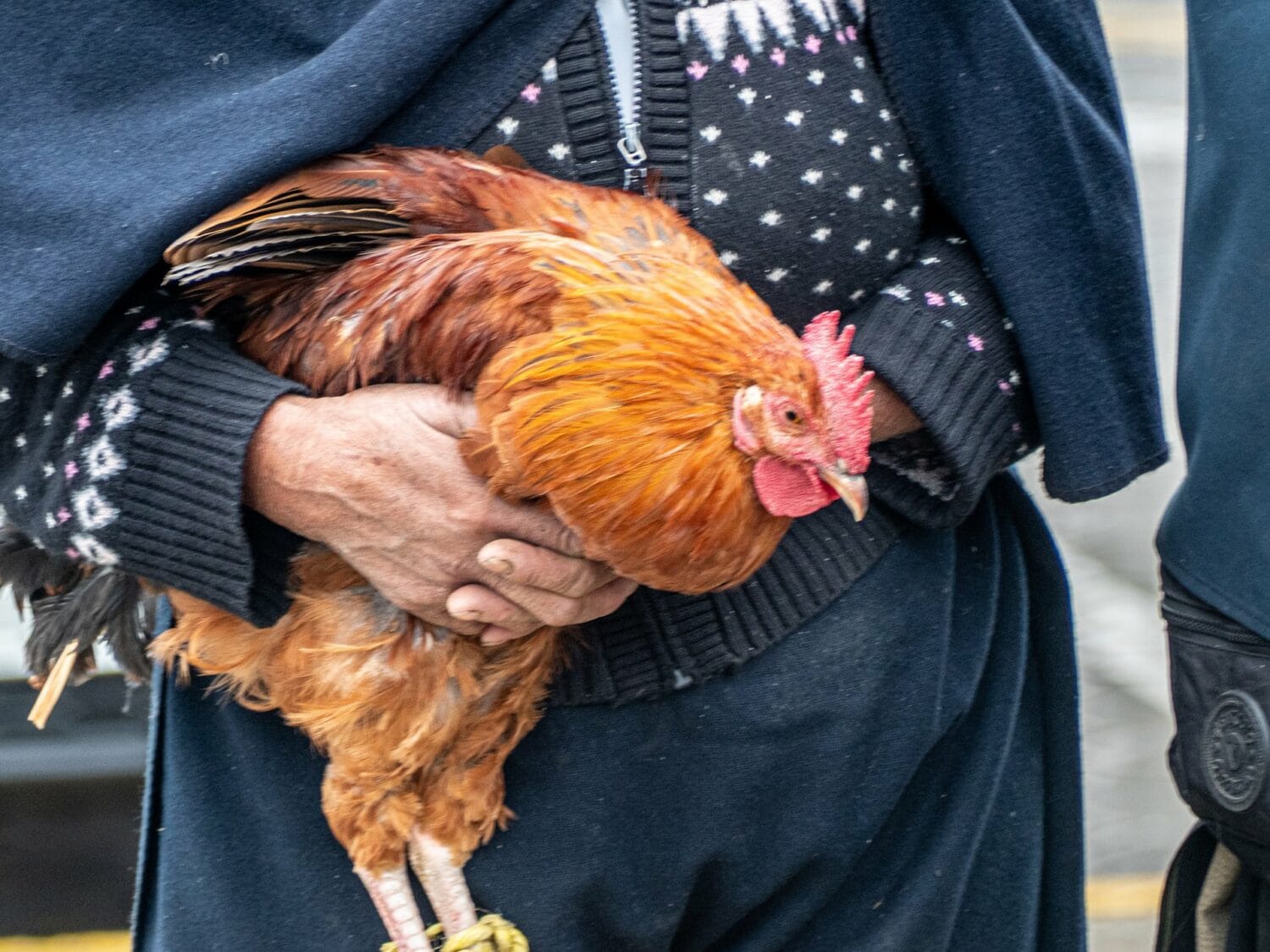 Coq tenu à la main au marché aux animaux d’Otavalo