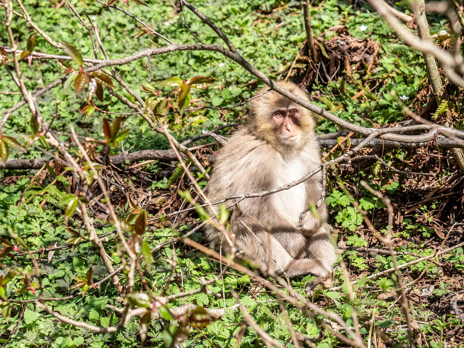 Macaque japonais dans la forêt de Kamikochi