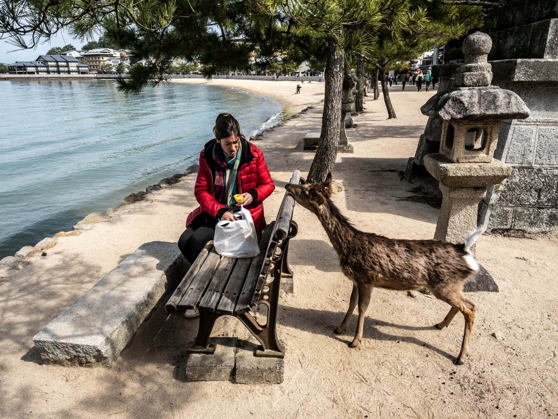 Cerf de Miyajima intéressé par un sac en plastique