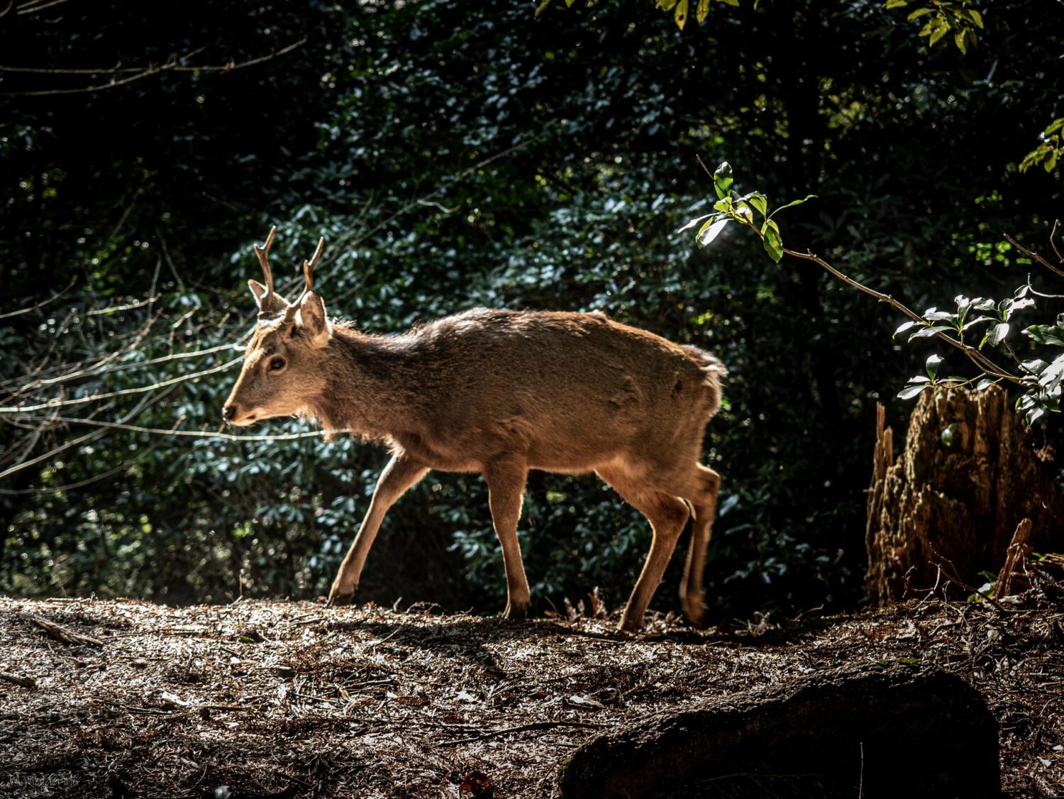 Cerf sur un rocher le long du sentier du mont Misen