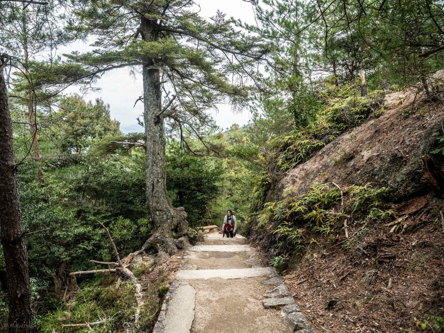 Sentier en forêt sur le mont Misen à Miyajima