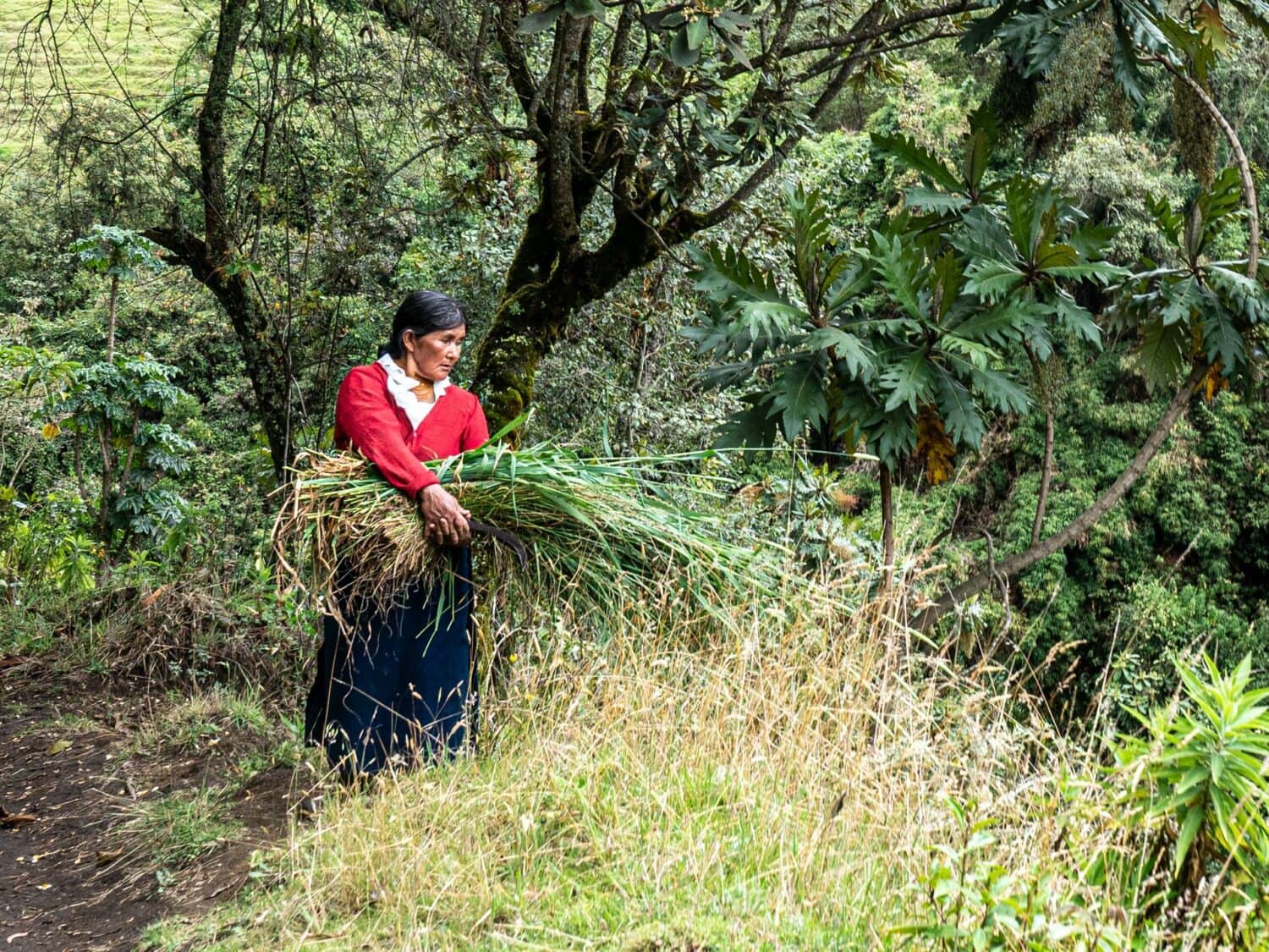 Paysanne portant de l’herbe dans la campagne d’Otavalo