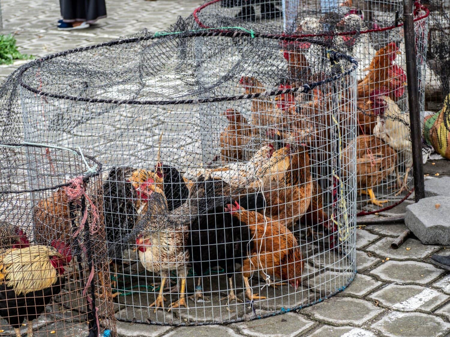 Poules en cage au marché aux animaux d’Otavalo