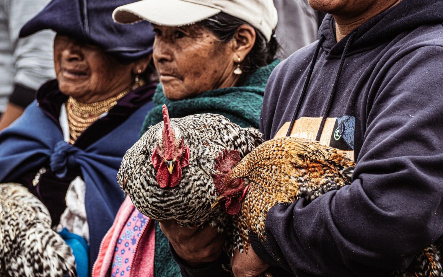 Poules dans les bras des vendeuses au marché d’Otavalo