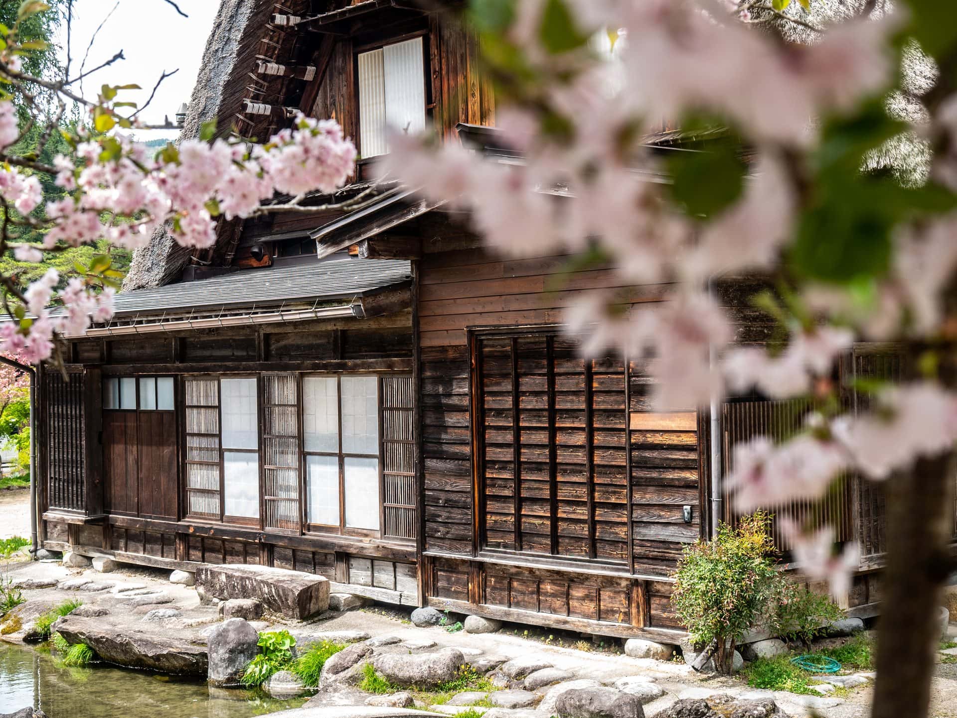Cerisier en fleur devant une maison traditionnelle de Shirakawa-go