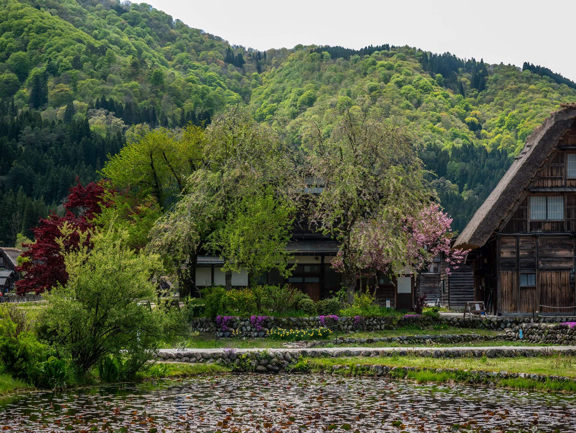 Maison gassho-zukuri et étang à Shirakawa-go