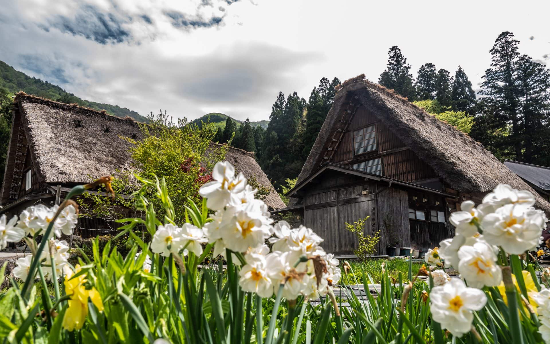 Narcisses en fleur devant les toits de chaume de Shirakawa-go