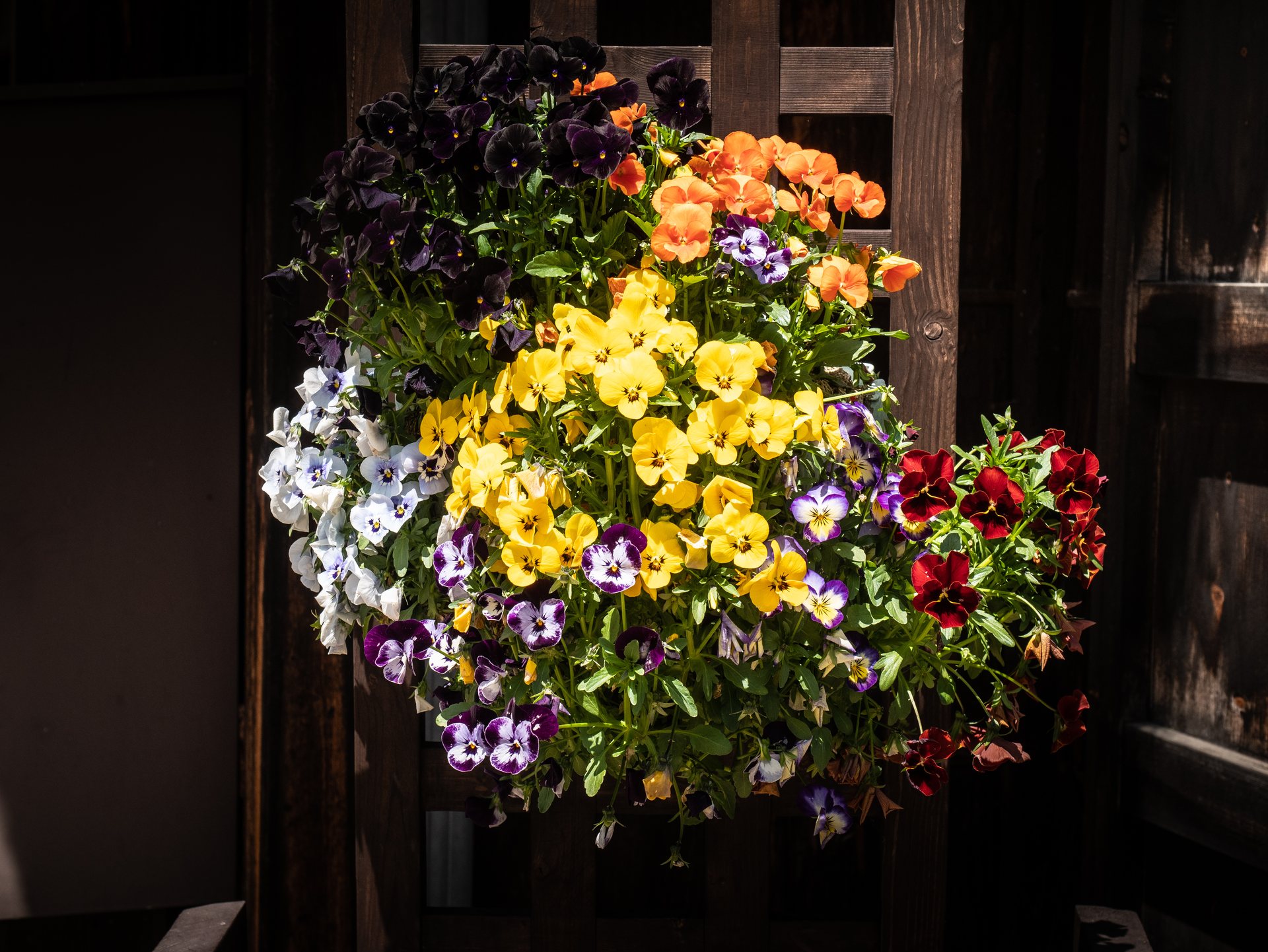 Bouquet de pensées à la fenêtre d'une maison de Suganuma