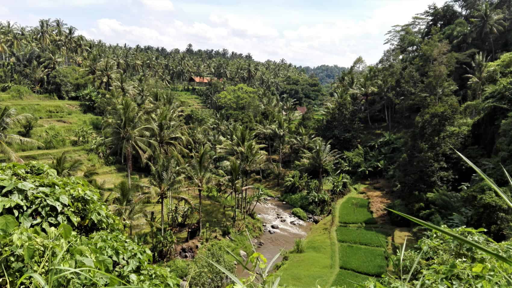 Ubud : rizières, jungle et rivière
