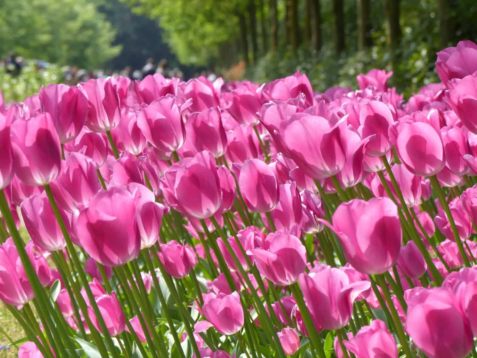 Les tulipes de Keukenhof