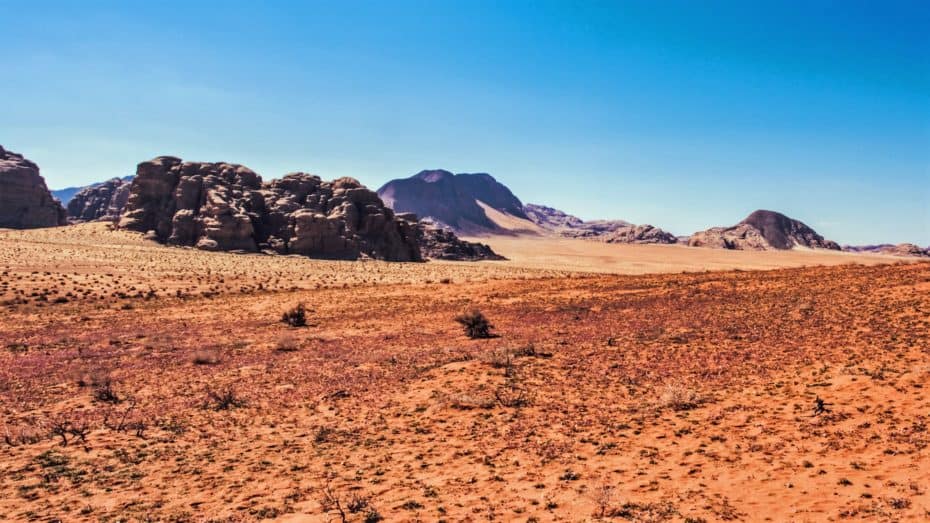 fleurs wadi rum