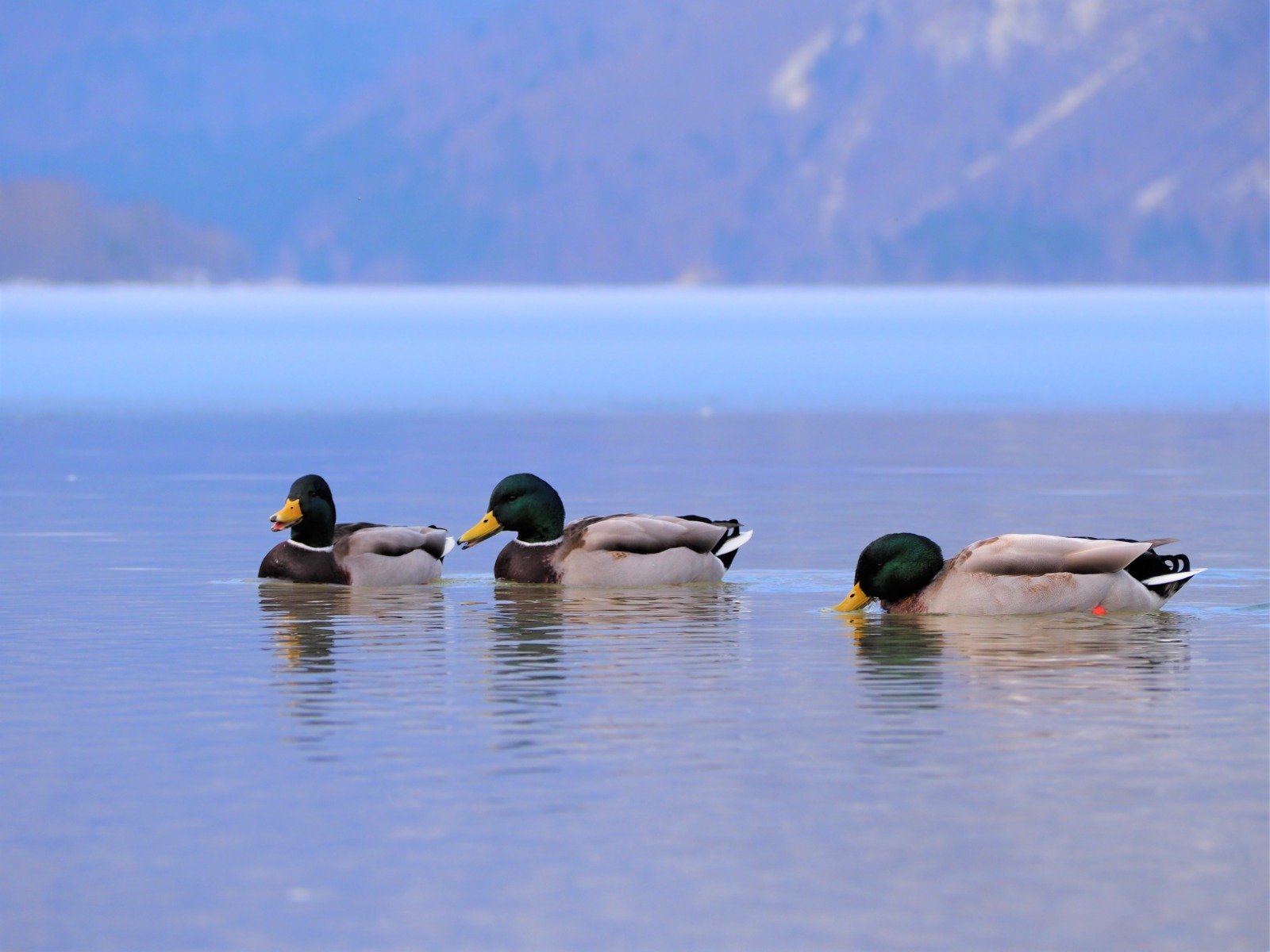canards lac Bohinj Slovénie