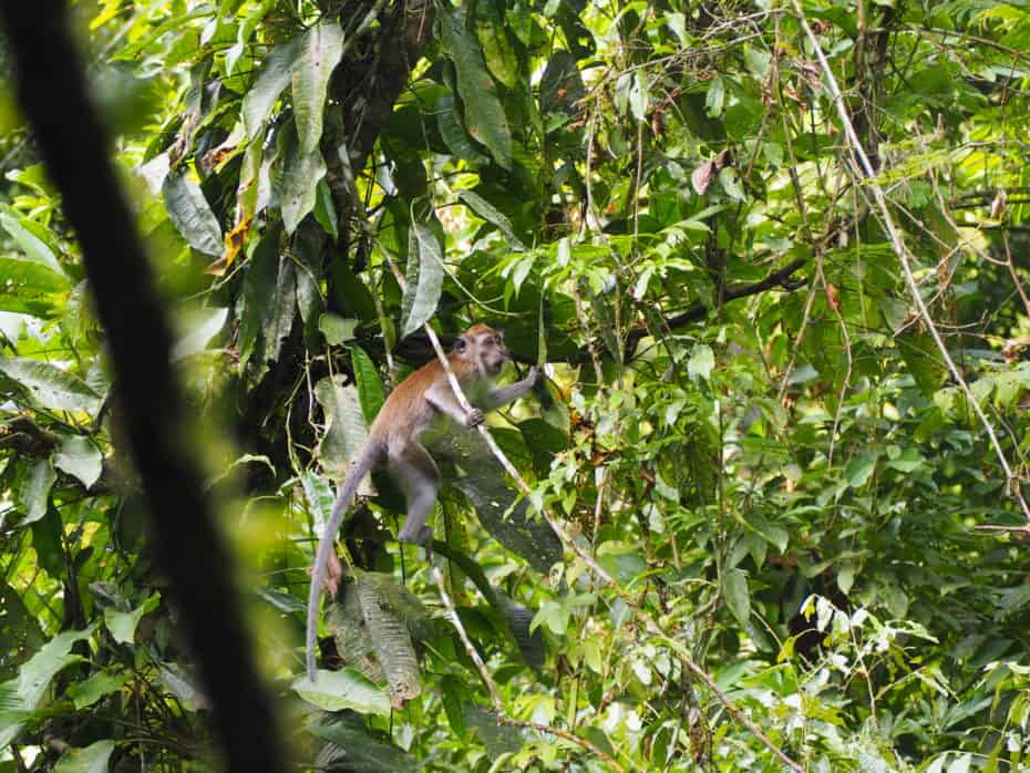 Sumatra macaques