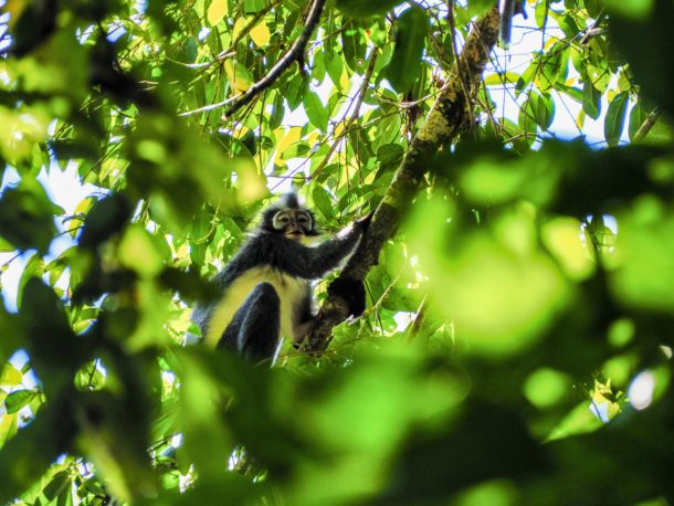 Sumatra Thomas Leef monkey