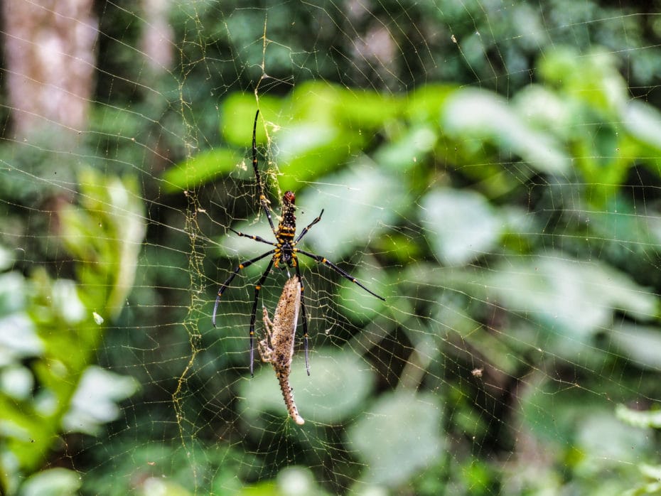 jungle Indonésie  araignée