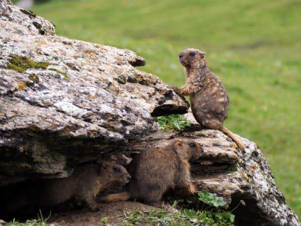 Marmottes au kirghizistan