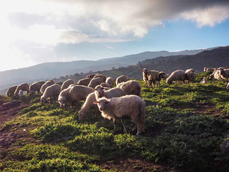 Moutons Sardaigne