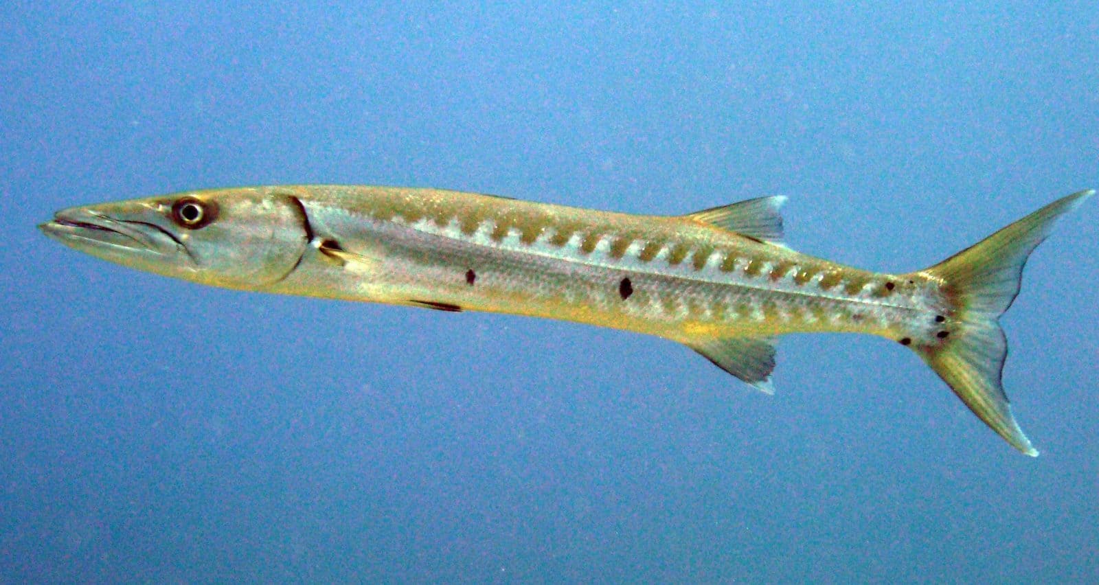 Mer Rouge en Jordanie guide de plongée et de snorkeling à Aqaba