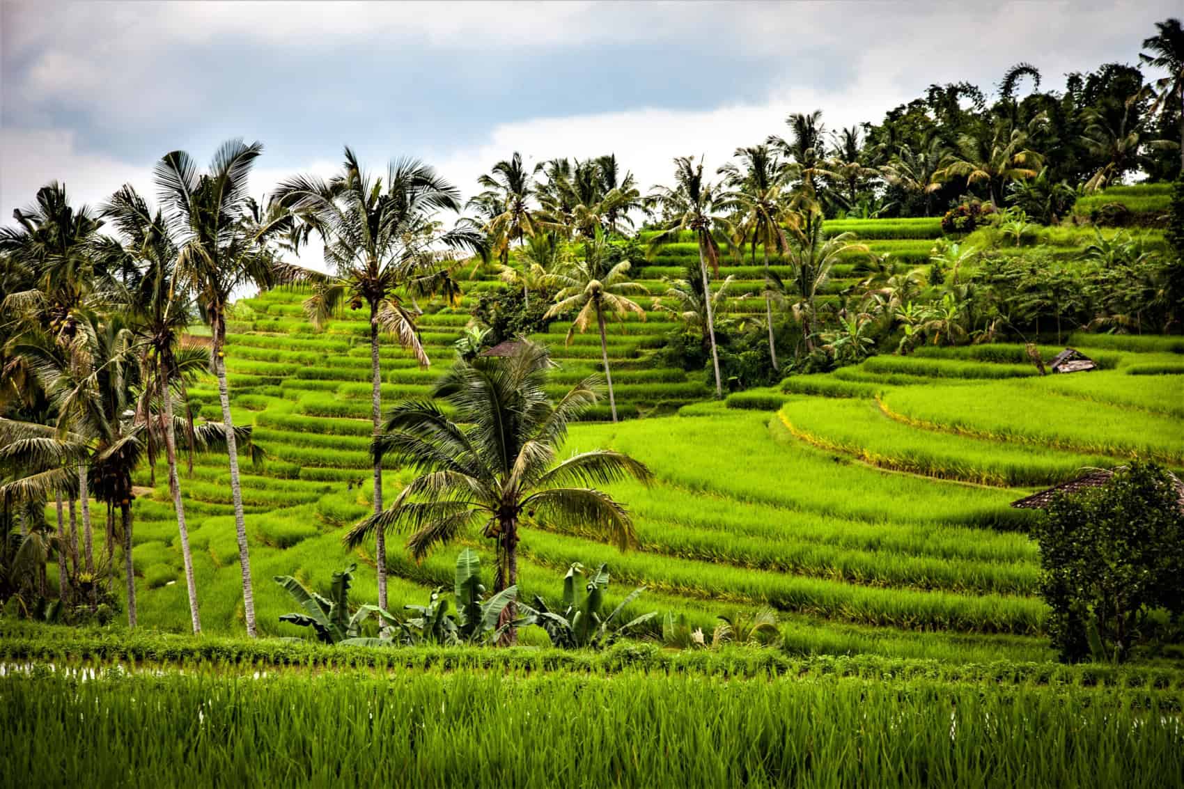 rice 1514141